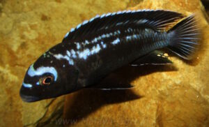 Pseudotropheus interruptus 'Machili Island'